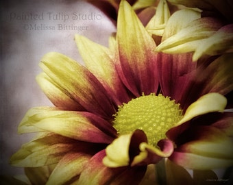 Yellow and Red Mum Flowers Chrysanthemum Daisy Fine Art Photography Print or Gallery Canvas Wrap Giclee