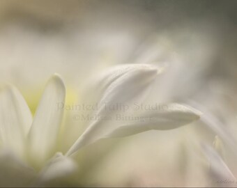 White Flower Petals Bedroom Bath Spa Wall Art Fine Art Photography Giclee Print or Canvas