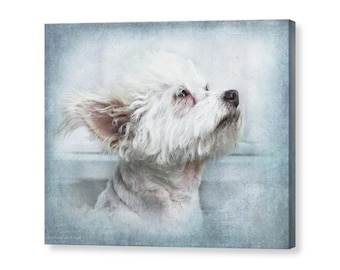 Cute White Puppy Dog Portrait, Chi-poo, Chipoo, Chihuahua Poodle Mix  Fine Art Photography Print or Giclee Gallery Wrap Canvas