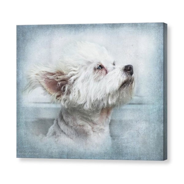 Cute White Puppy Dog Portrait, Chi-poo, Chipoo, Chihuahua Poodle Mix  Fine Art Photography Print or Giclee Gallery Wrap Canvas