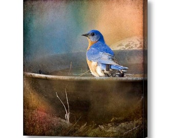 Eastern Bluebird Fine Art Photography Giclee Print or Canvas, Bird Photography Wall Art Prints