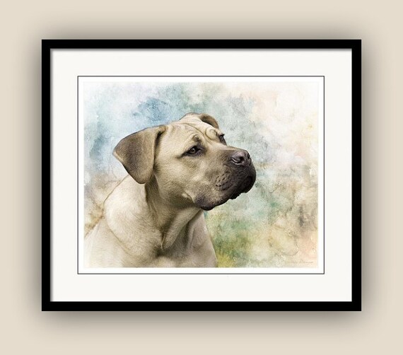 Italian Mastiff Cane Corso Portrait Dog Lover Art Wall Decor Fine Art Photography Print Or Canvas