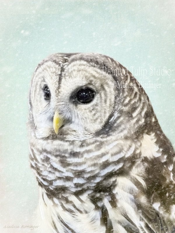 Pastel Owl Wall Art, Farmhouse Blue White Owl Wall Decor, Barred Owl Hoot Owl Wildlife Photography F