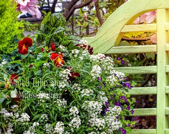 Charleston SC Cottage Garden Decor Green Garden Bench Colorful Blooming Flower Basket Azaleas Fine Art Photo or Gallery Canvas Wrap Giclee