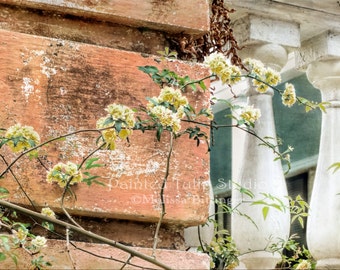 Charleston Garden Wall Climbing Lady Banks Rose Floral Architecture Fine Art Photography Print
