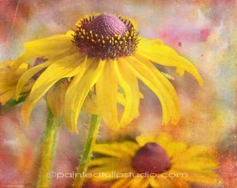 Black-Eyed Susan Fine Art Print: Boho Floral Photography or Canvas
