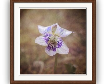 Violet Purple White Flower Macro Nature Fine Art Photography Print or Canvas