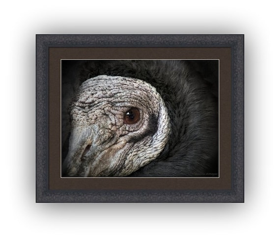 Bird of Prey Carnivore Fine Art Photography Print or Giclee Canvas Wrap American Black Vulture Closeup Portrait Bird Wildlife Nature