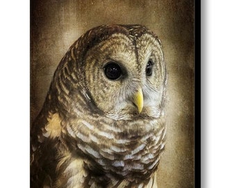 Barred Owl Wildlife Photography Print or Canvas, Owl Lover's Gift, Man Cave Art, Owl Art Prints, Rustic  Nature Bird of Prey Hoot Owl