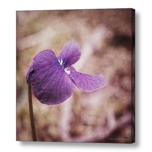 Puede incluir: Una sola flor de violeta p&uacute;rpura con un fondo borroso. La flor est&aacute; enfocada y tiene una apariencia delicada y suave.