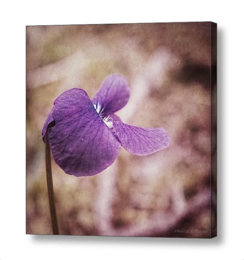 Puede incluir: Una sola flor de violeta p&uacute;rpura con un fondo borroso. La flor est&aacute; enfocada y tiene una apariencia delicada y suave.