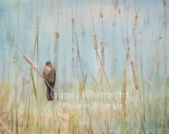 Bird on a Cattail Wildlife Nature Scenery Landscape Fine Art Photography Giclee Print or Canvas