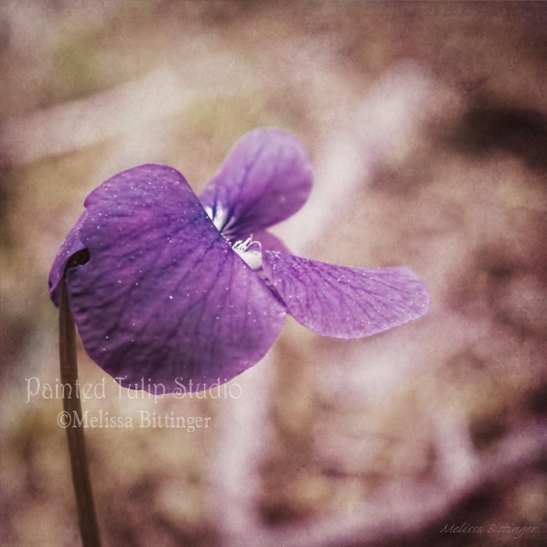Puede incluir: Una sola flor de violeta p&uacute;rpura con una superficie suave y texturizada. La flor est&aacute; enfocada contra un fondo borroso.
