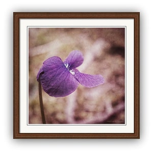 Puede incluir: Una sola flor morada con un fondo borroso. La flor tiene una apariencia delicada, casi transl&uacute;cida, con una textura suave y aterciopelada.