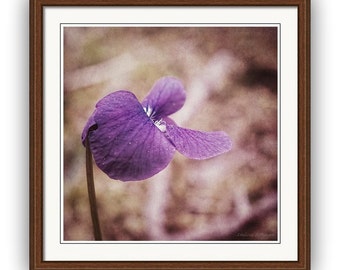 Purple Violet Flower Wall Art Print or Canvas, Botanical Nature Cottage Chic Rustic Woodland Square Format Photography