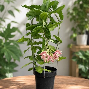 Pode incluir: Uma planta Hoya com folhas verdes onduladas crescendo numa treliça de arame dentro de um vaso de plástico preto. A planta apresenta um cacho de flores em forma de estrela, cor-de-rosa e brancas, penduradas nos caules, com um contraste vivo.