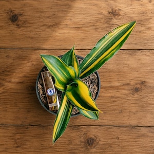 May include: A potted snake plant with green and yellow striped leaves. A gold-coloured lighter with a blue emblem is placed next to the plant. The plant pot is black and sits on a wooden surface.