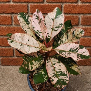 Puede incluir: Una planta crotón en maceta con hojas variegadas que presentan un patrón distintivo de manchas verde oscuro, crema y rosa suave. La planta está en un recipiente de plástico gris oscuro con mantillo de madera y tiene un follaje denso y radial.