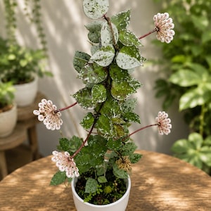 Hoya lacunosa silver - Etsy 日本