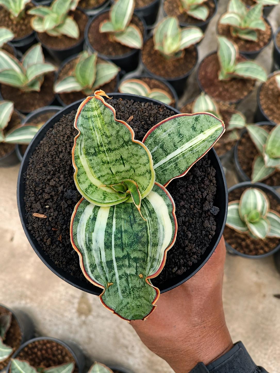Sansevieria Silver Blue Variegated - Etsy