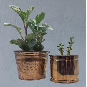 May include: Two plant pots with greenery. The larger pot is copper-coloured with a hammered texture, containing a plant with green and white leaves. The smaller pot is gold-coloured, holding a succulent plant. Both pots are set against a grey background.