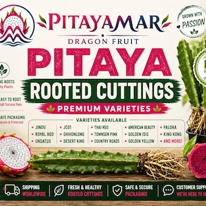 Op de afbeelding: Een promotionele afbeelding voor Pitayamar dragon fruit gewortelde stekken met groene cactusstengels met zichtbare wortels, doorgesneden dragon fruit met wit en roze vruchtvlees, en tekst met variëteiten zoals Jindu, Thai Red en American Beauty.