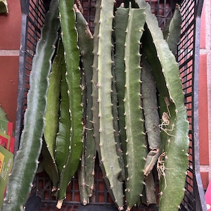 May include: A collection of long, green dragon fruit cactus cuttings arranged vertically inside a black plastic crate. Each succulent stem features three distinct, wavy ridges with small, evenly spaced thorns along the edges of the plant.