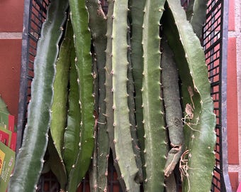 Différentes boutures de pitaya de 30 à 50 cm