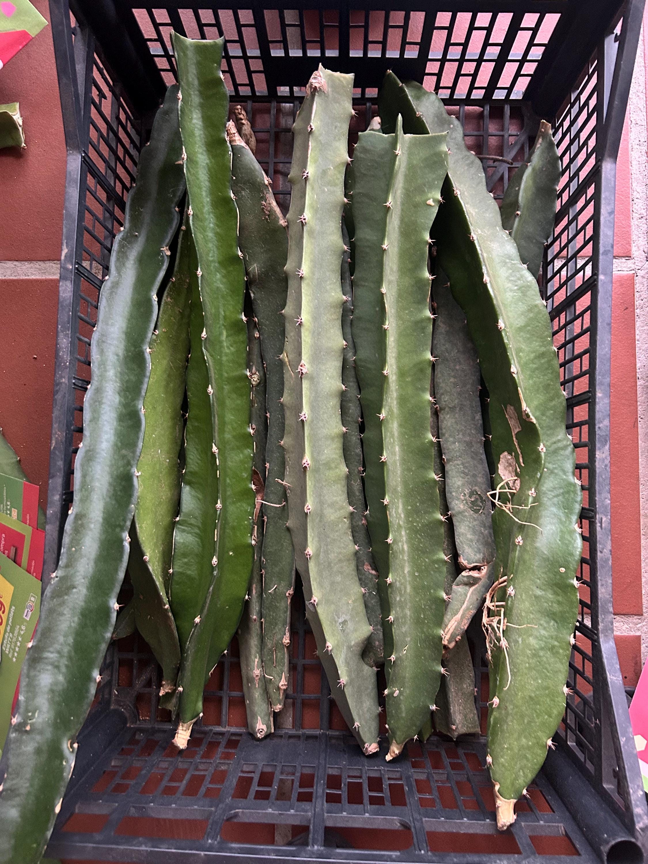 Dragon fruit american beauty - Etsy 日本