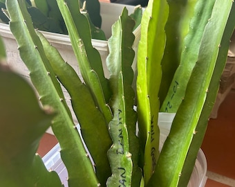 Different Pitaya cuttings 25-45cm