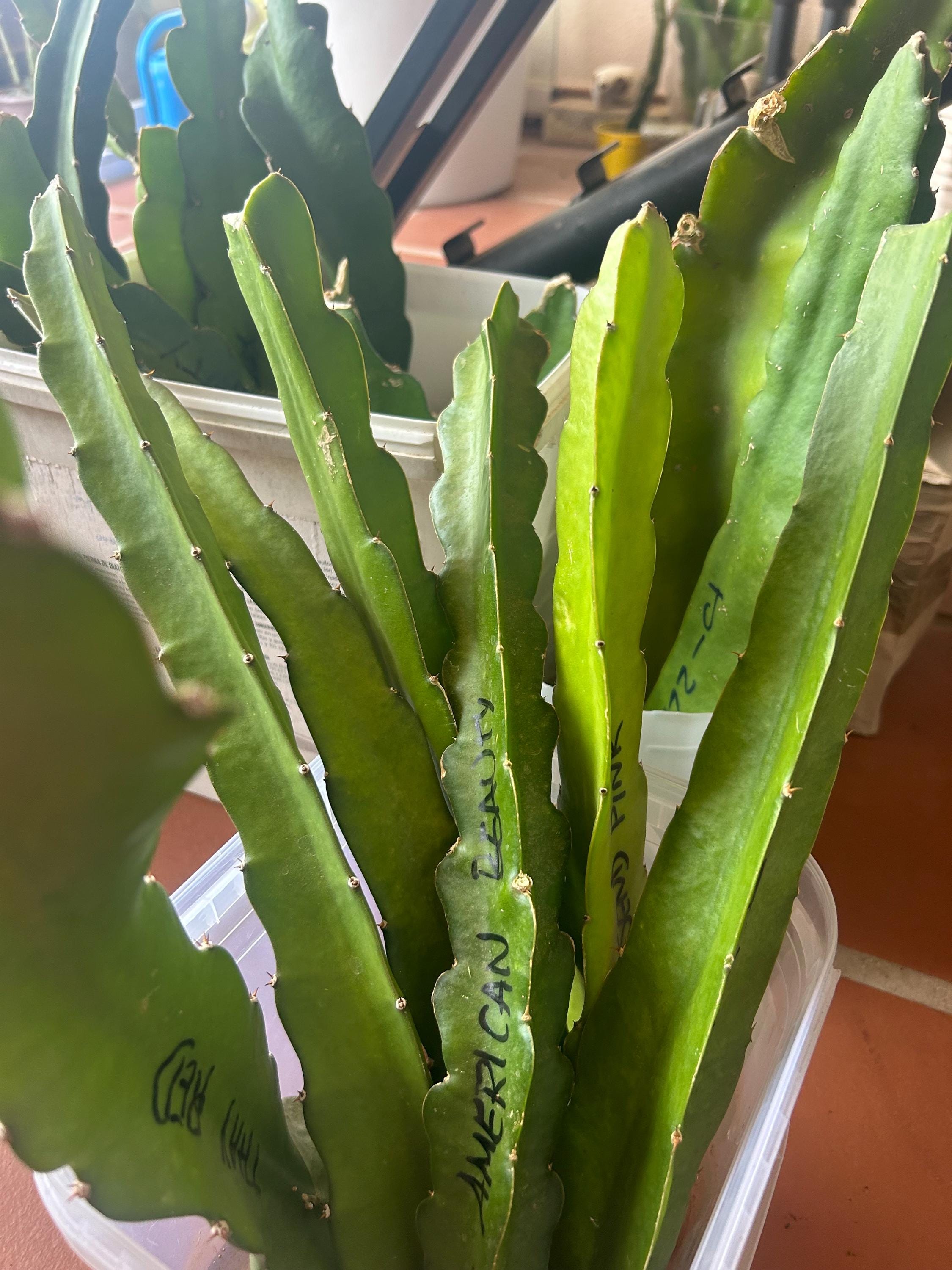 Dragon fruit american beauty - Etsy 日本
