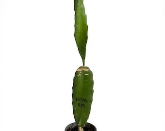 Pitaya vermelha real em vaso