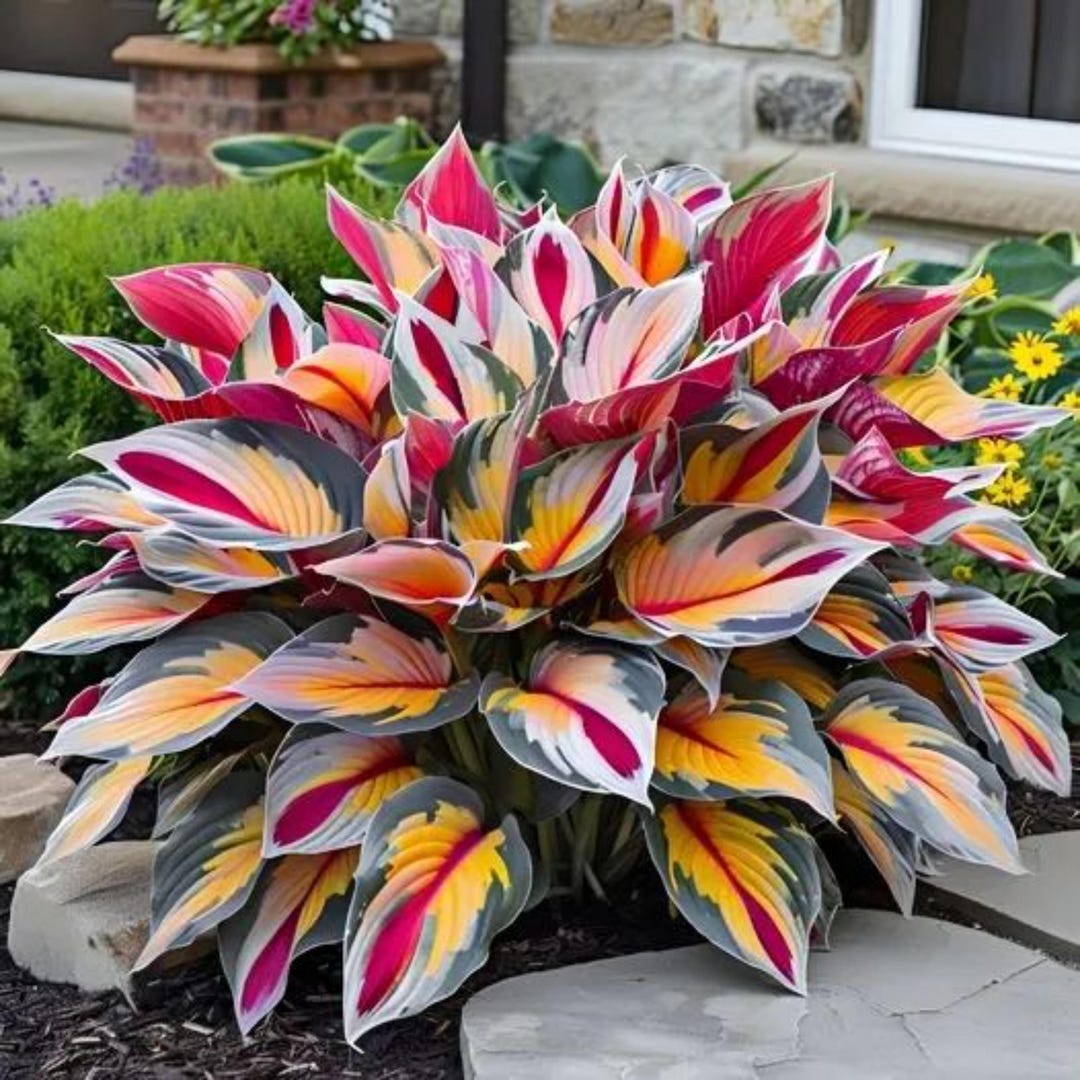 Mixed Color Hosta Seeds, Shade-tolerant Perennials, Ground Cover & Pots ...