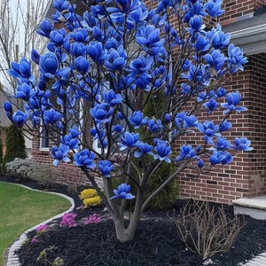 Magnolia Flower Seeds 10+ – Fragrant Ornamental Tree Seeds for Outdoor Garden Planting image 2