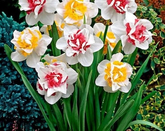 Double Daffodil Bulbs Mix | Deluxe Spring Blooming Flowers