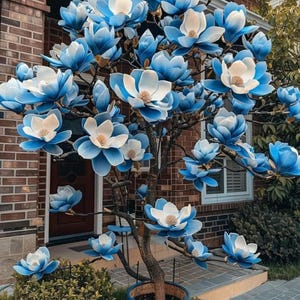 Magnolien-Blumensamen - Duftige Zierbaumsamen für die Gartenbepflanzung im Freien