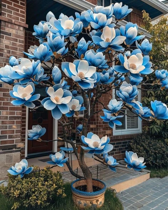 Magnolia Flower Seeds 10+ – Fragrant Ornamental Tree Seeds for Outdoor Garden Planting