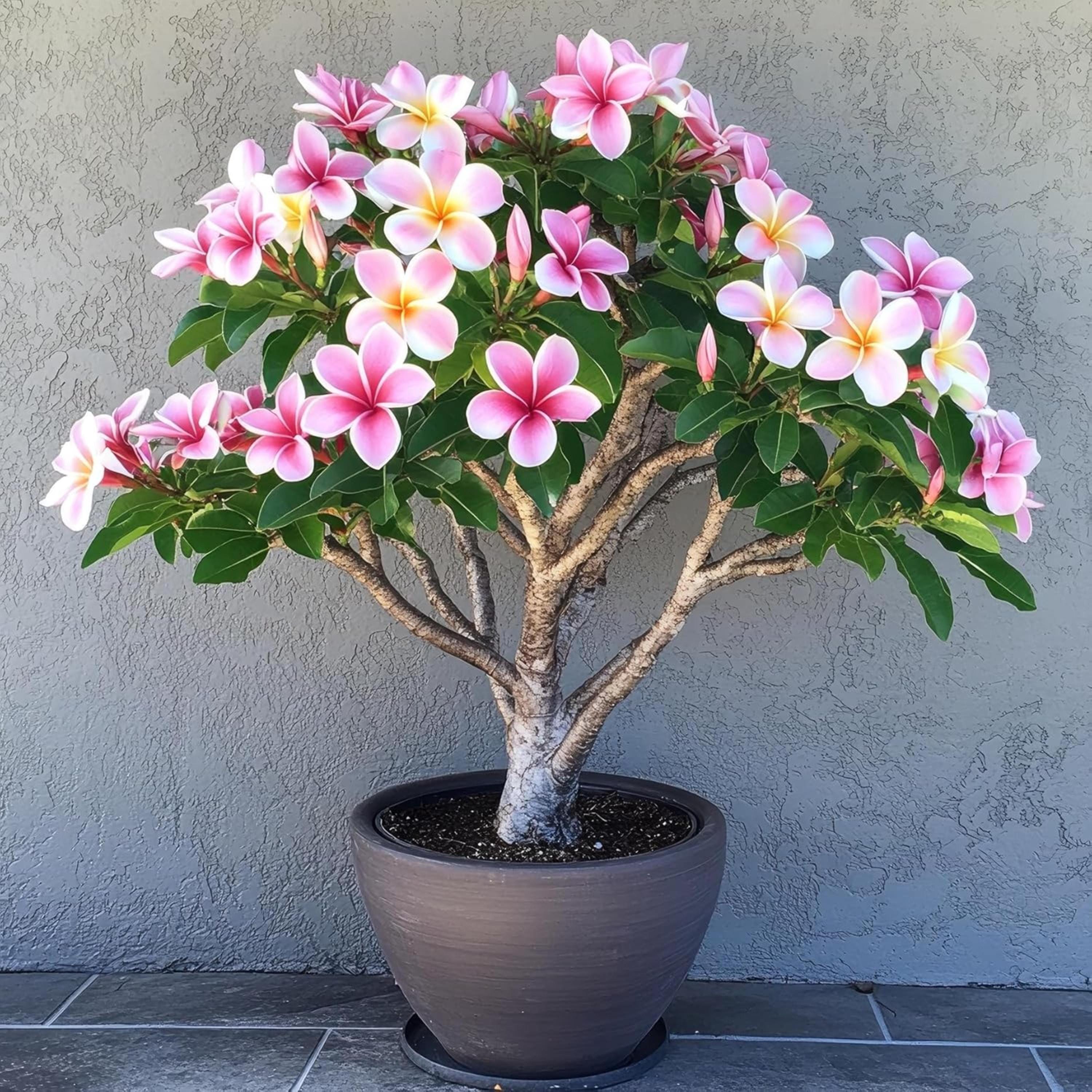 Plumeria Bonsai - Etsy Canada