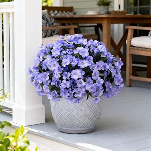 May include: A large, round pot filled with vibrant blue flowers. The pot is a light gray with a textured, geometric pattern. The flowers are clustered together, creating a full, lush appearance. The scene is set on a porch with outdoor furniture in the background.