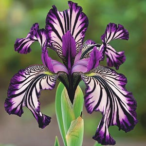 Wild Blue Iris Missouriensis Samen - Mehrjährige blaue und violette Blüten für Gartenbetten Kolibri-freundliche Landschaften