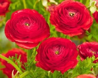 Rode ranonkelbloembollen: lentetuinbloemen