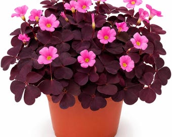 Purple Shamrock Bulbs | Oxalis Triangularis Perennial Plant