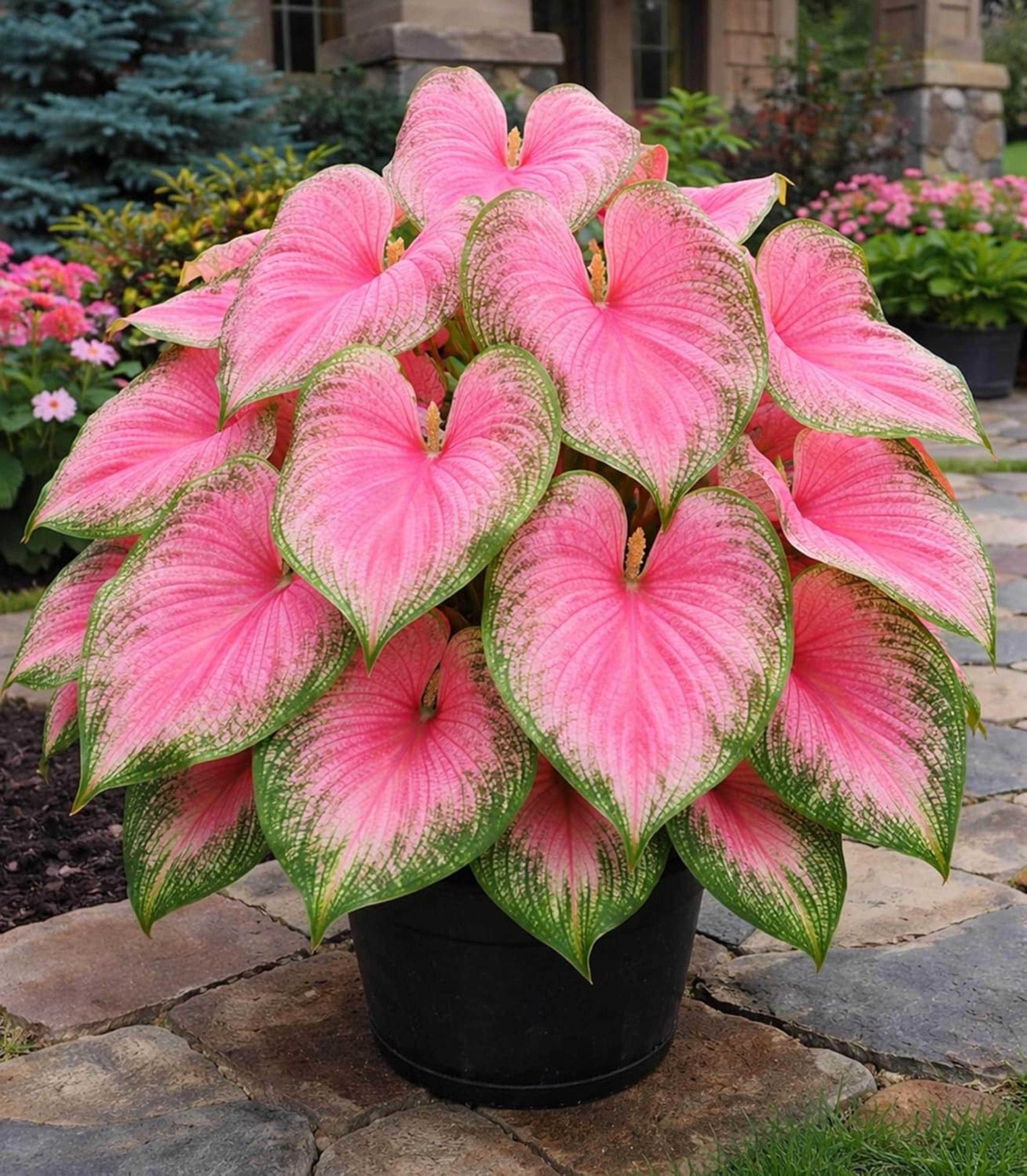 Caladium pink symphony - Etsy 日本