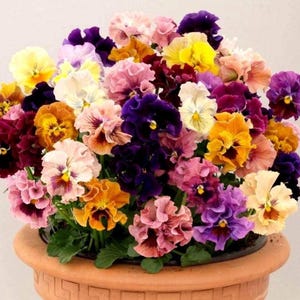May include: A terracotta pot filled with a colourful array of pansies. The flowers showcase a variety of hues, such as yellow, orange, pink, purple, and burgundy. The pot has a patterned rim, and the pansies are in full bloom.