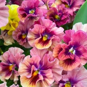 May include: A close-up of a cluster of colourful pansy flowers. The petals display a gradient of pink, purple, and yellow hues. The flowers have ruffled edges and a velvety texture, creating a vibrant and detailed floral arrangement.