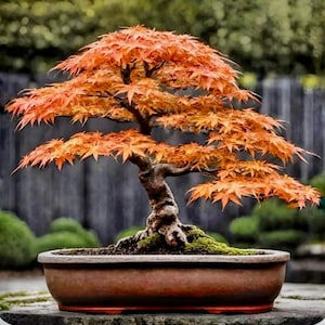 Japanese Red Maple Bonsai Tree Seeds, Prized for Delicate Leaves, Seasonal Foliage