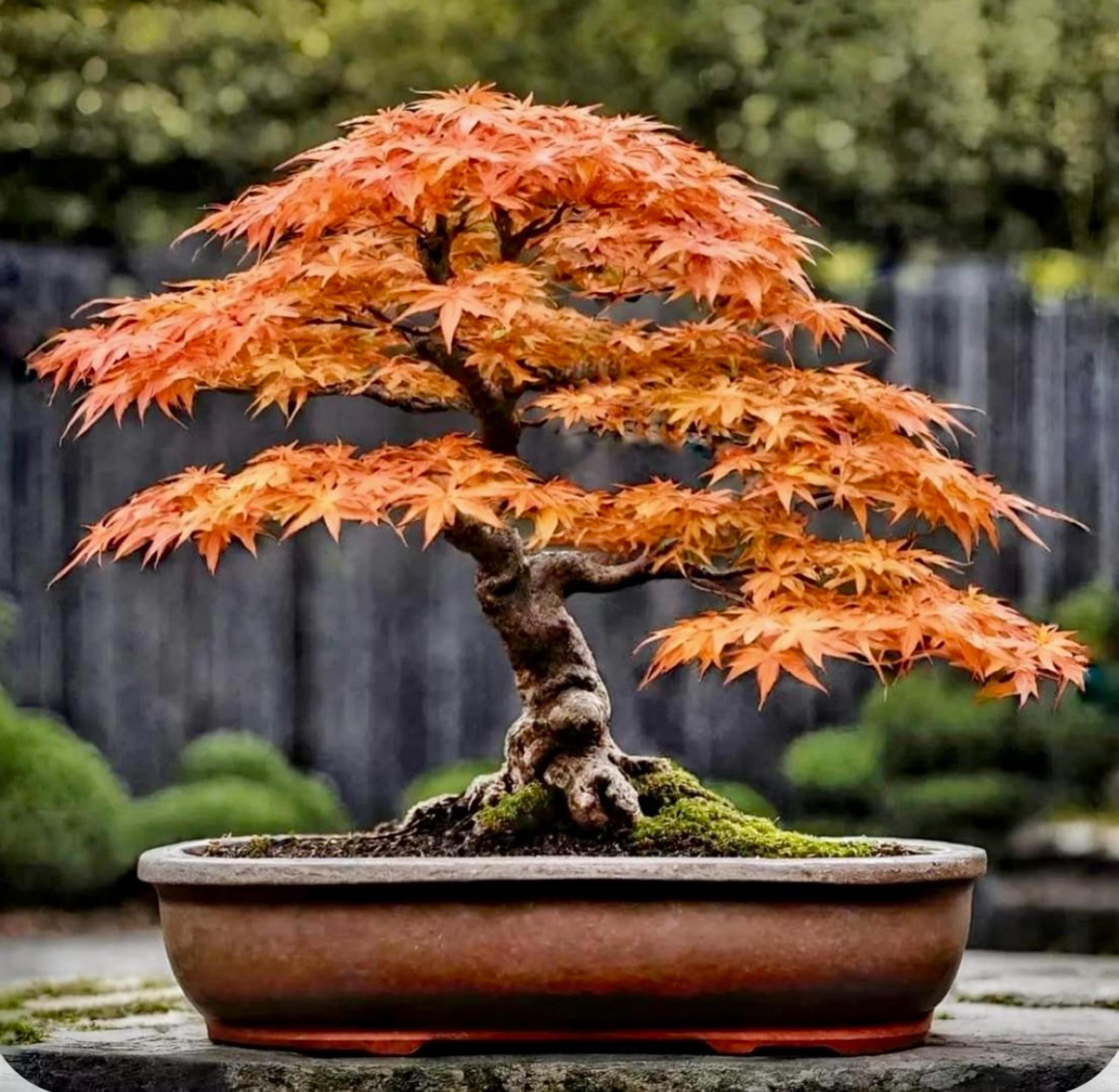 Japanese Red Bonsai - Etsy