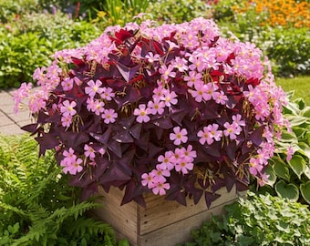 Bulbi di trifoglio viola - Oxalis Triangularis, pianta perenne da interno ed esterno