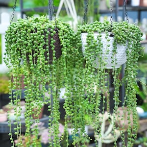 May include: Two hanging planters, one dark brown and one white, each featuring a textured honeycomb pattern on the exterior. Both containers are filled with trailing string of pearls plants, characterized by long, thin stems and small, round green leaves.