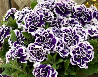 Purple Double Petunia Seeds, Non GMO Annual Flowers, Easy Grow Garden Plant